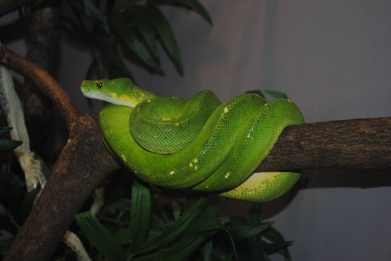 Green Tree Python