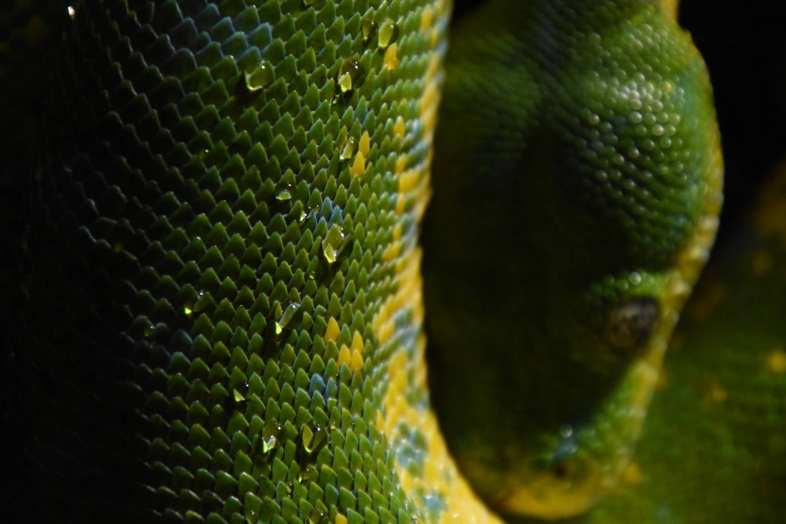 Green tree python
