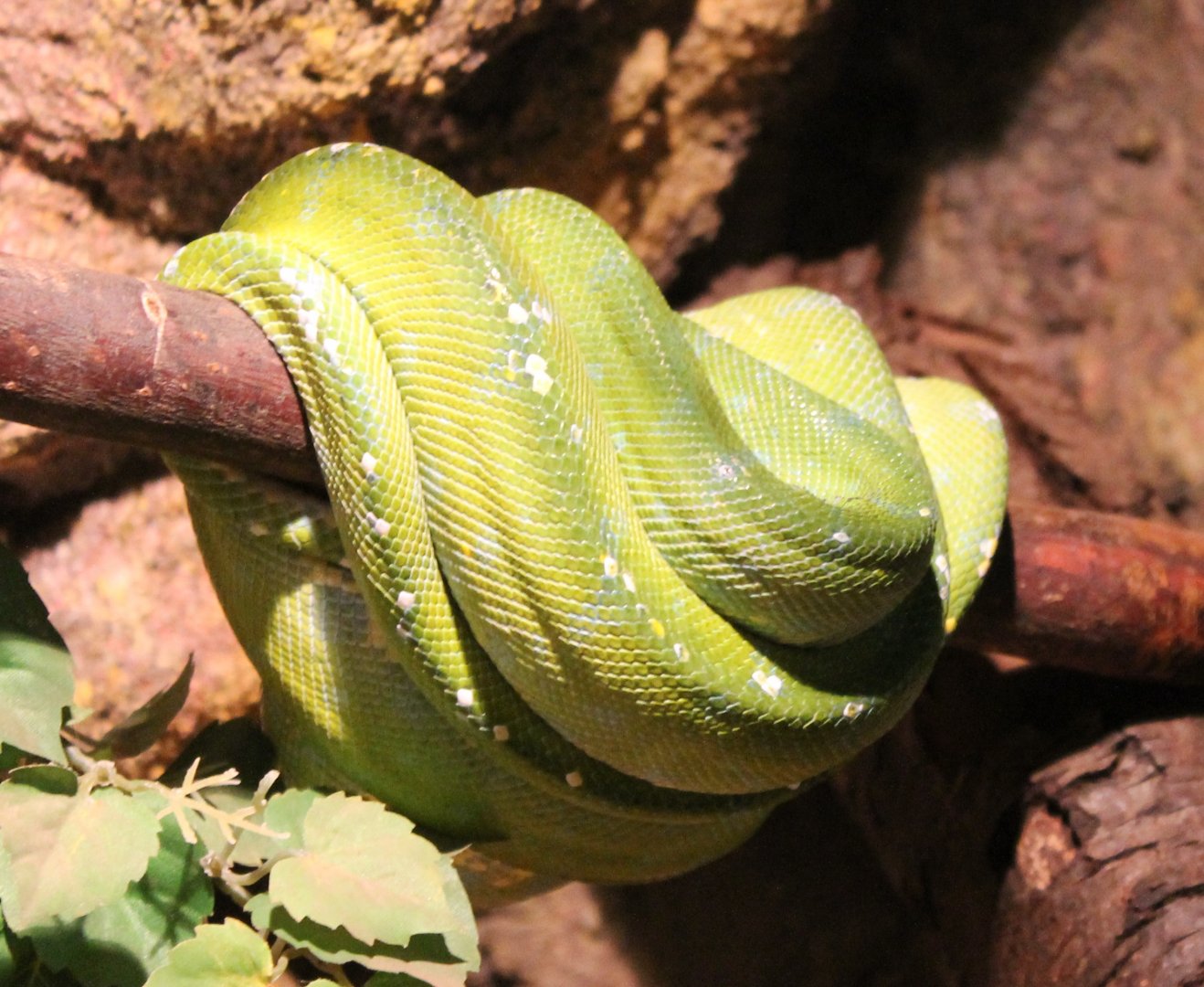 Green tree python