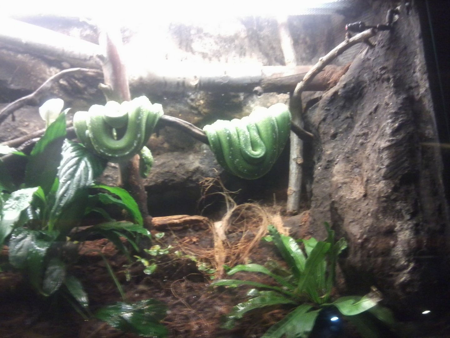 Green tree python
