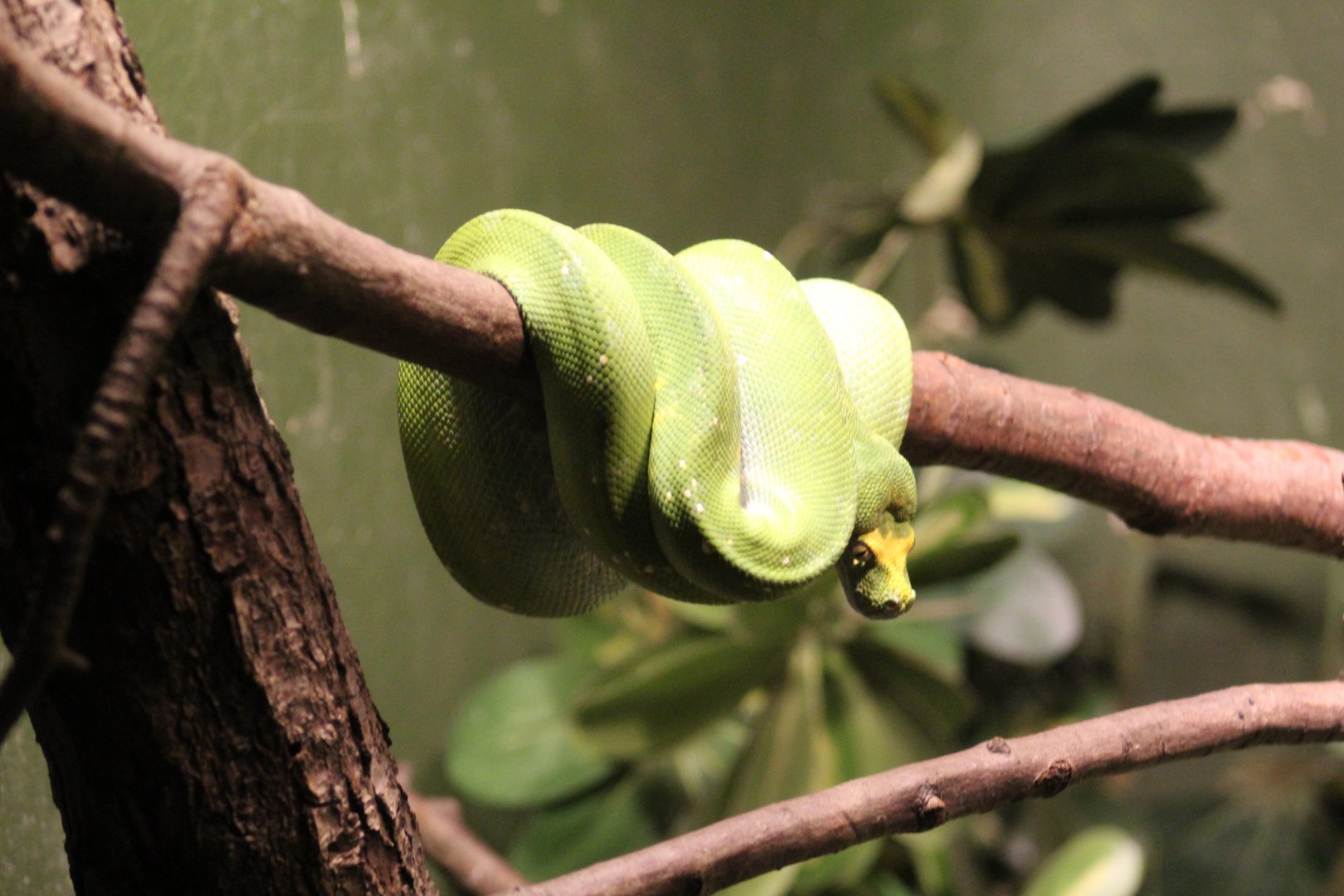Green Tree Python