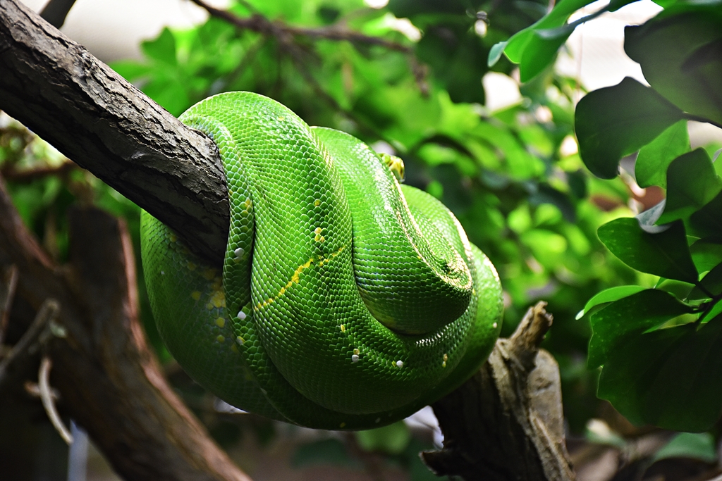 Green tree python