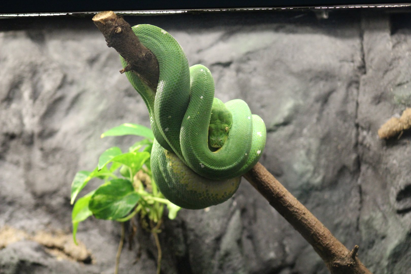 Green Tree Python