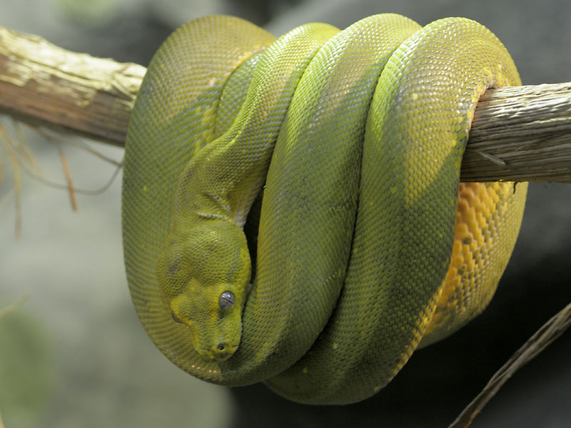 Green tree python