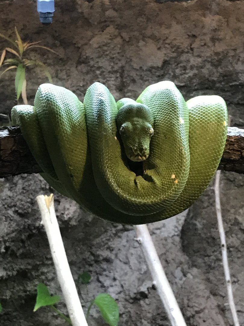 Green tree python