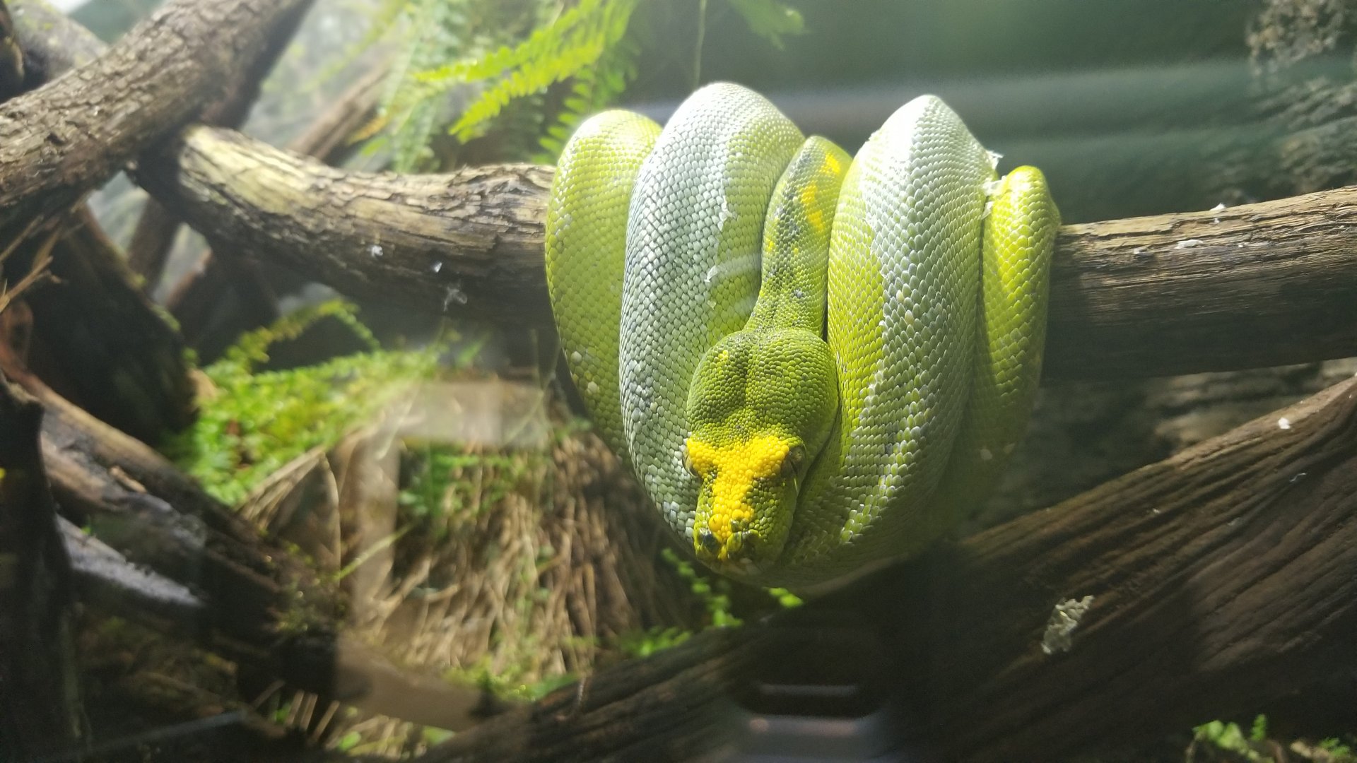 Green tree python