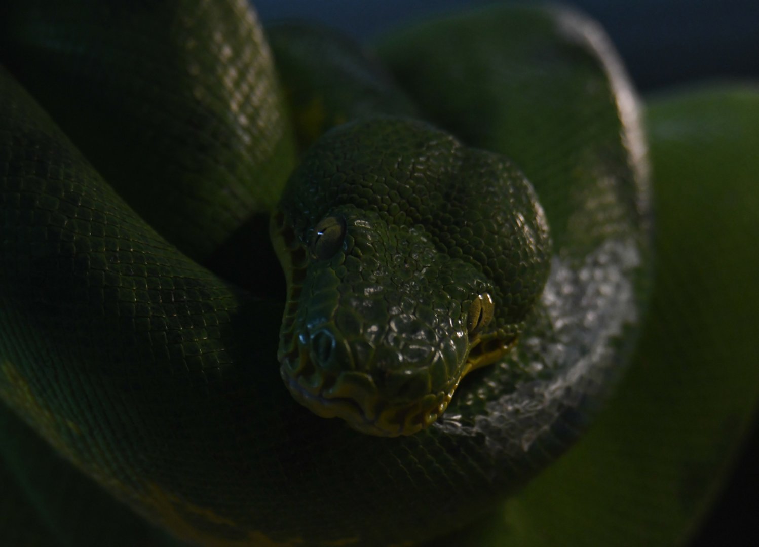 Green tree python