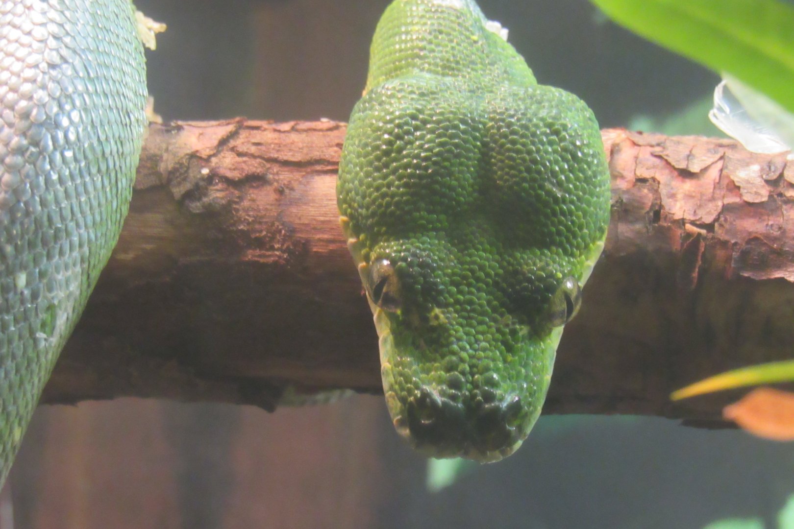 green tree python