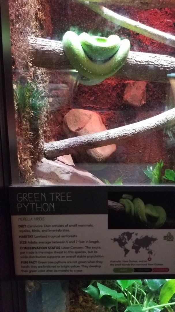 Green Tree Python