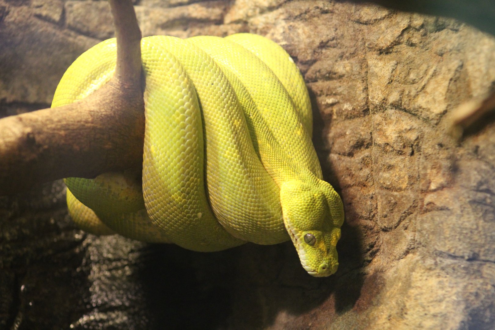 Green Tree Python