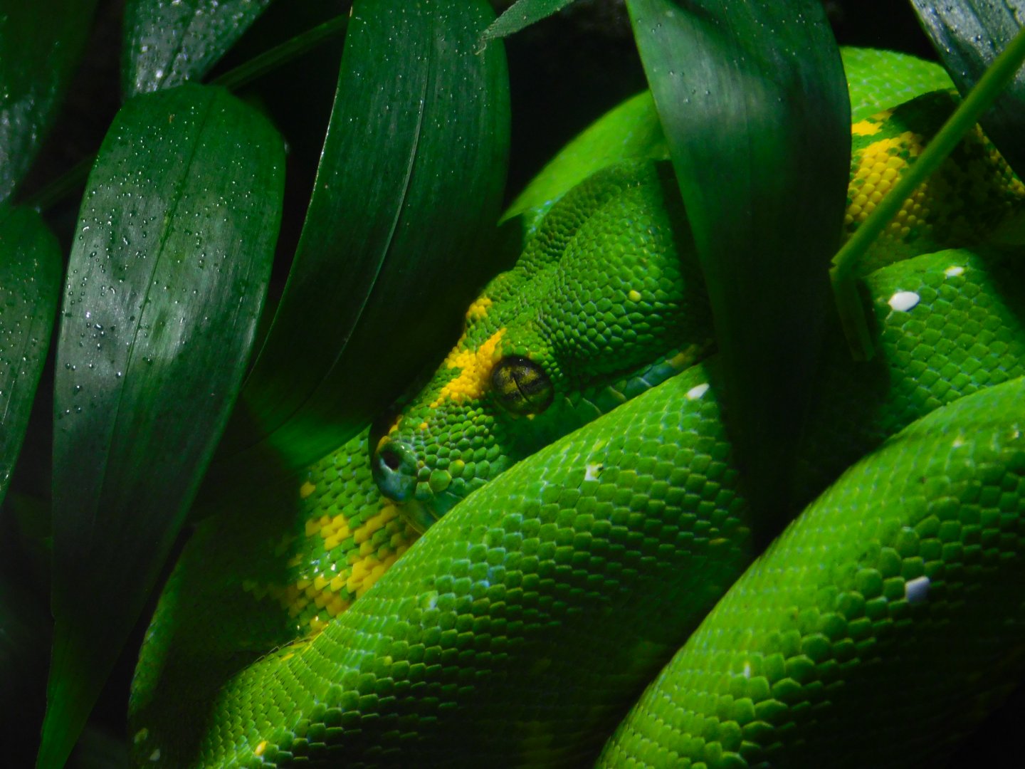 Green Tree Python