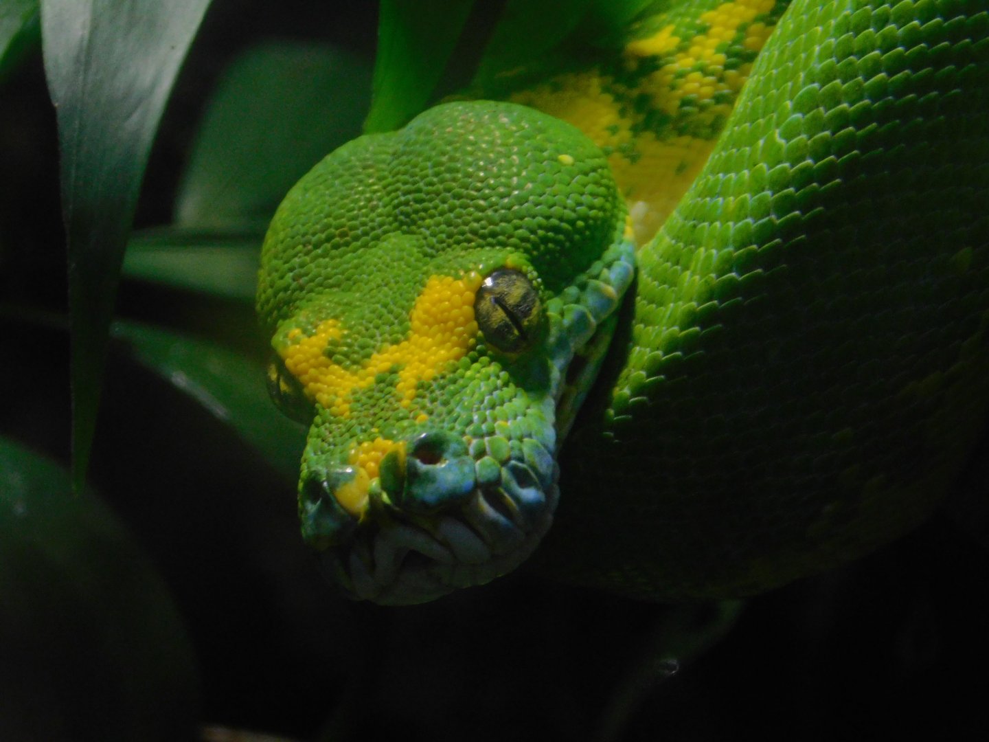 Green Tree Python