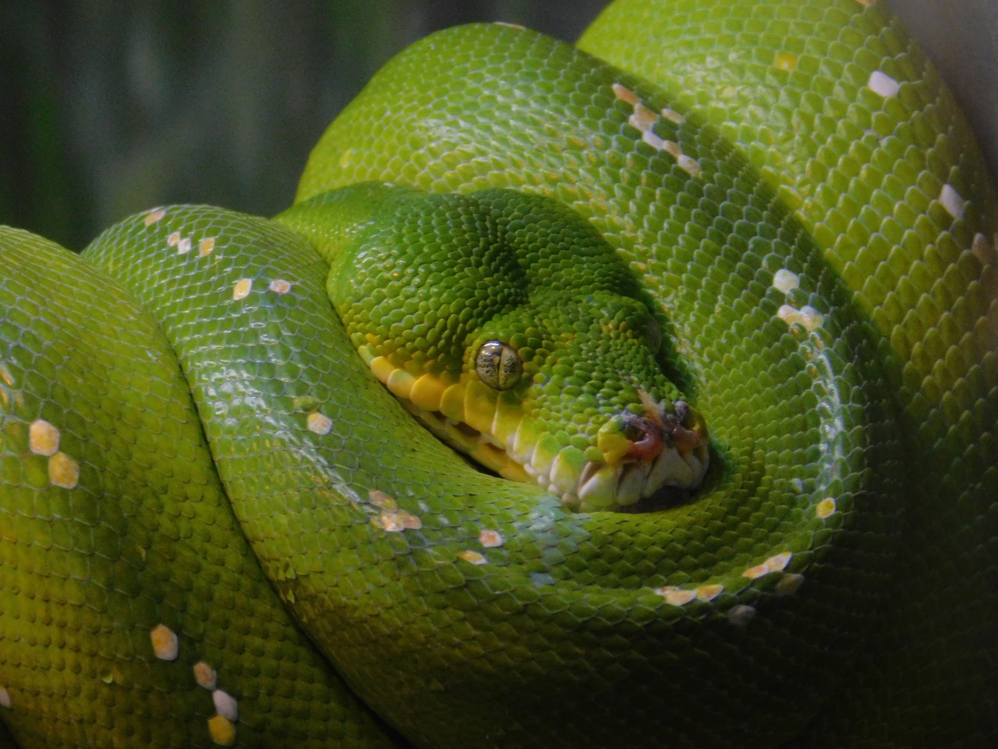 Green Tree Python