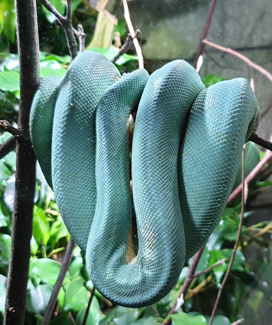 Green tree-python
