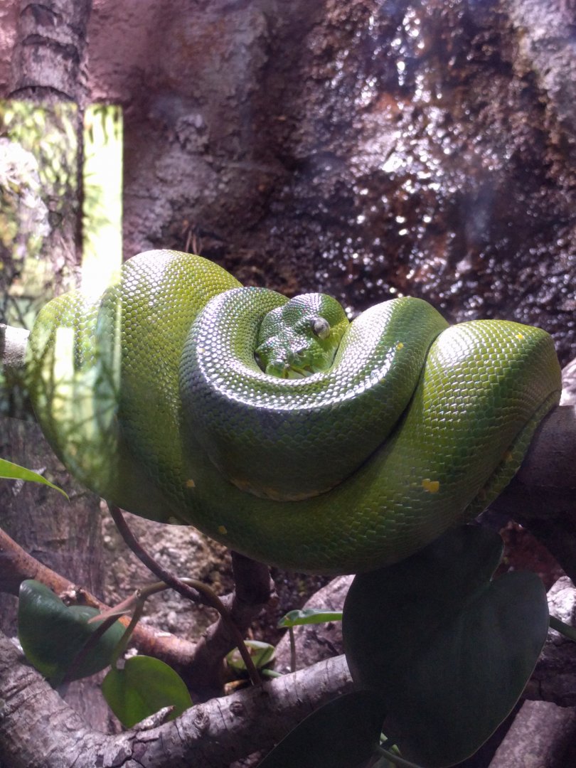 Green Tree python