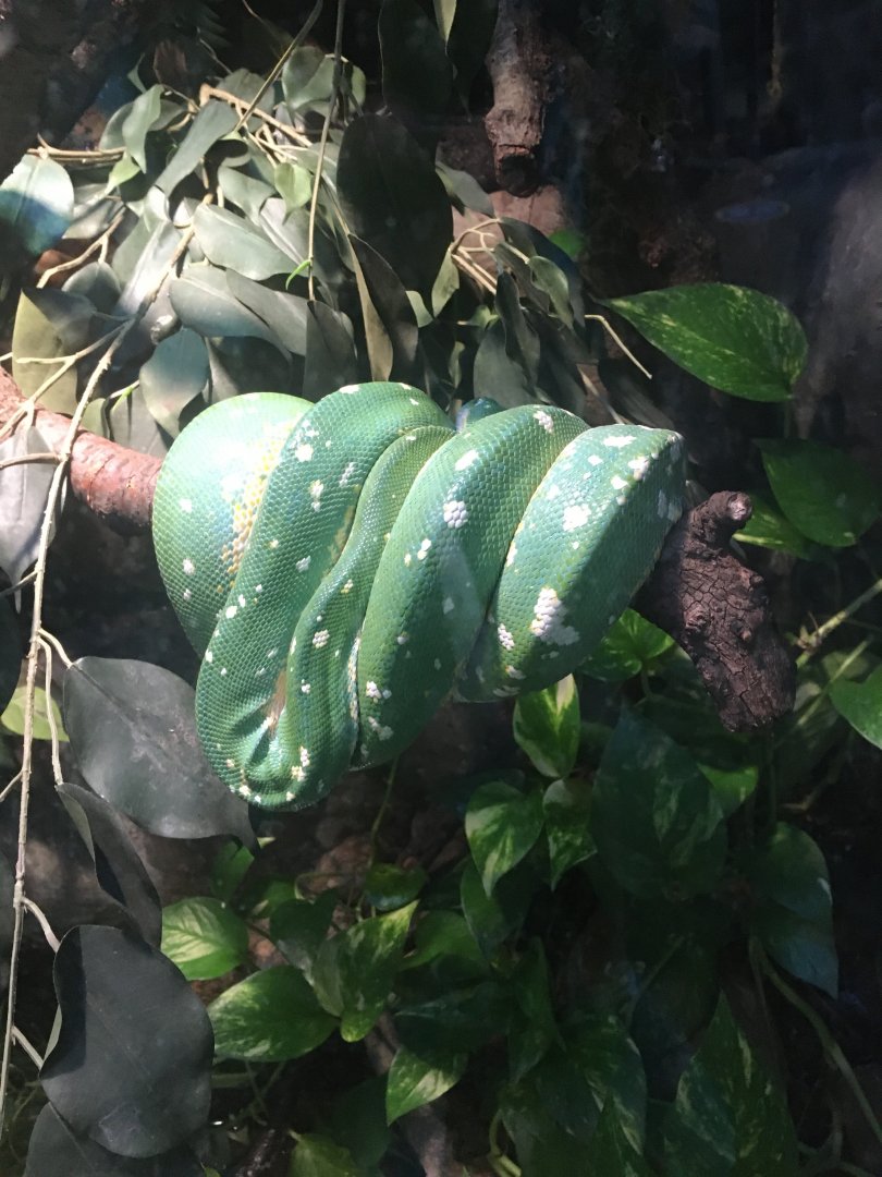 Green Tree Python