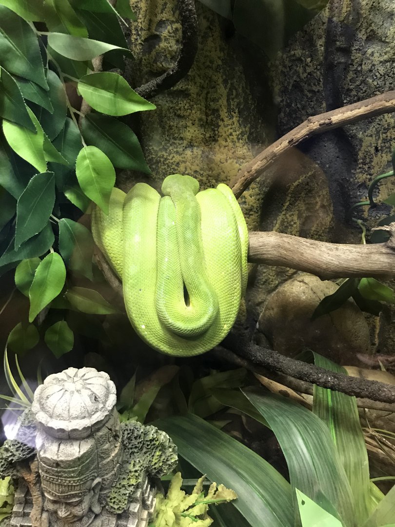 Green tree python