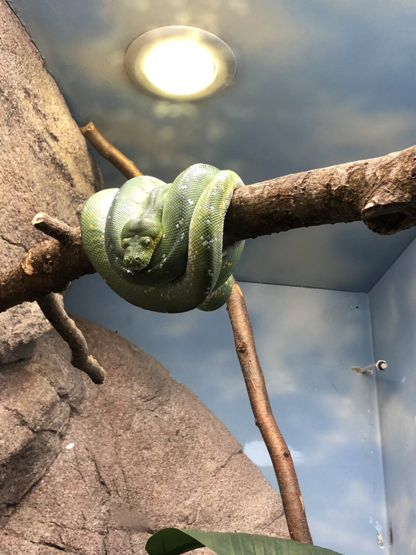 Green Tree Python