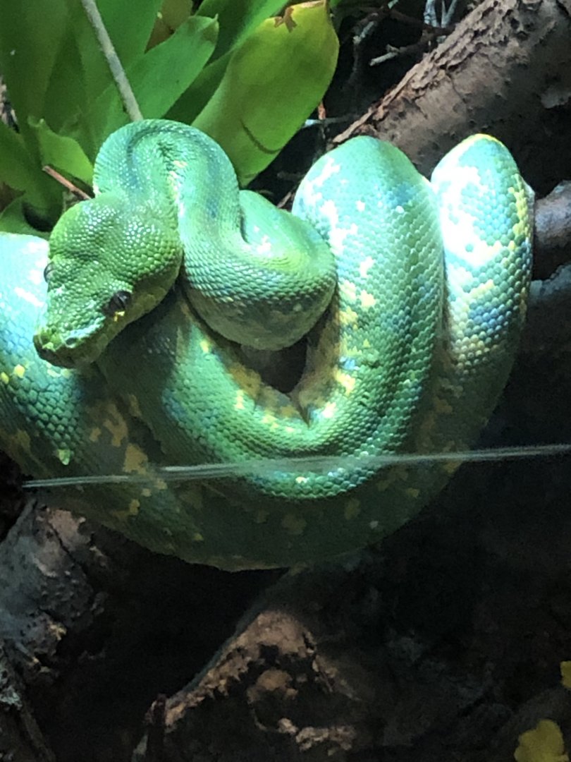 Green Tree Python