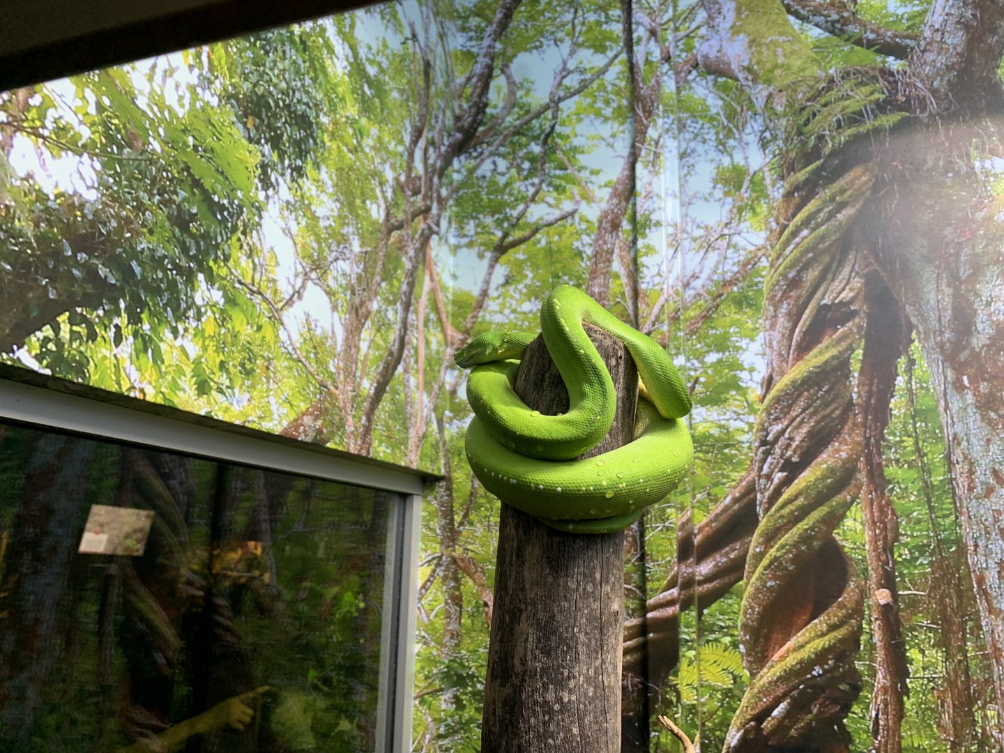 Green Tree Python