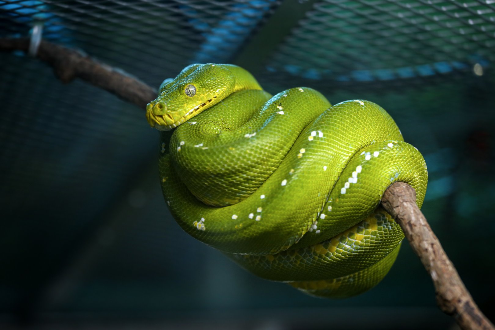 Green tree python