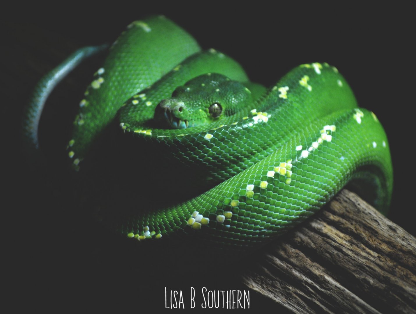 Green Tree Python