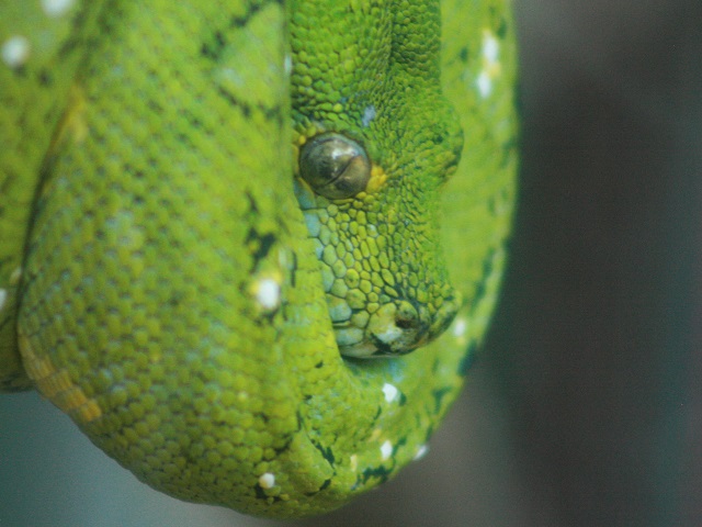 Green Tree Python