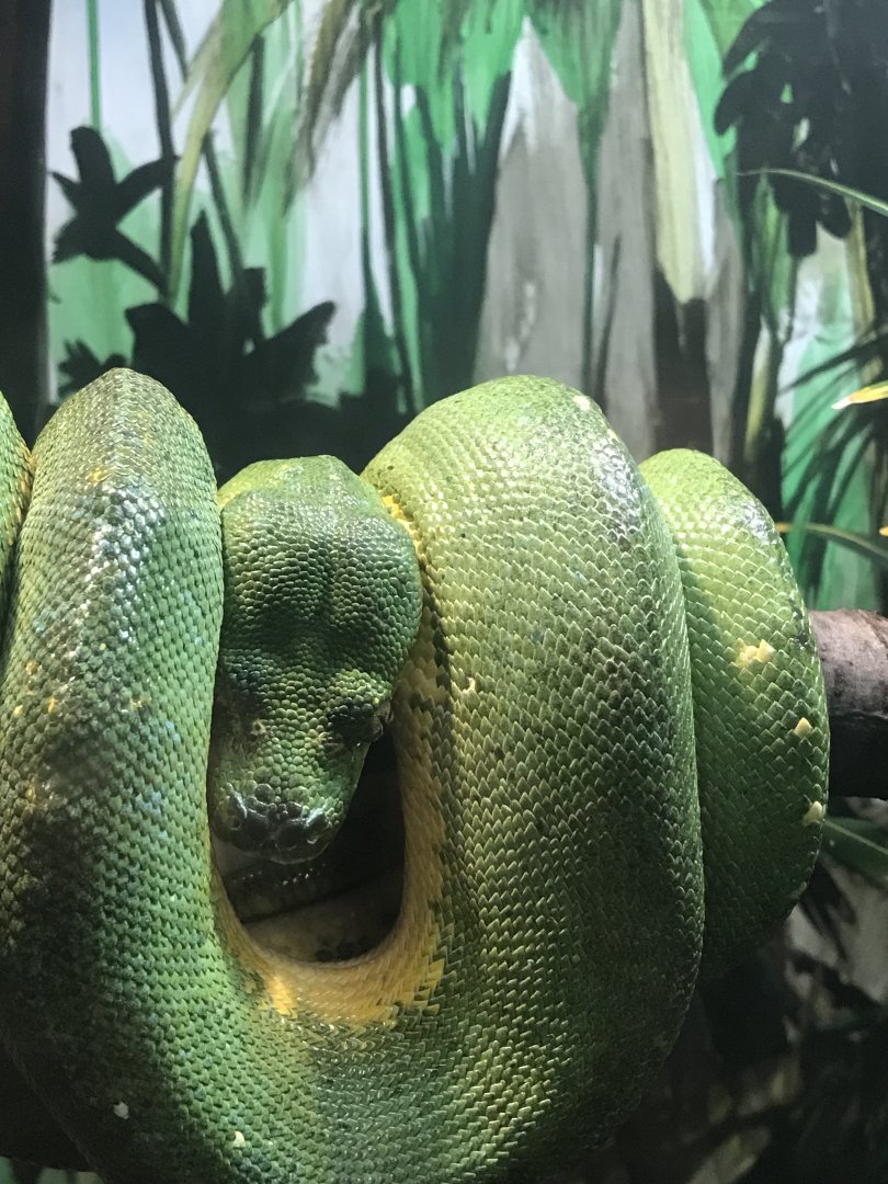 Green tree python