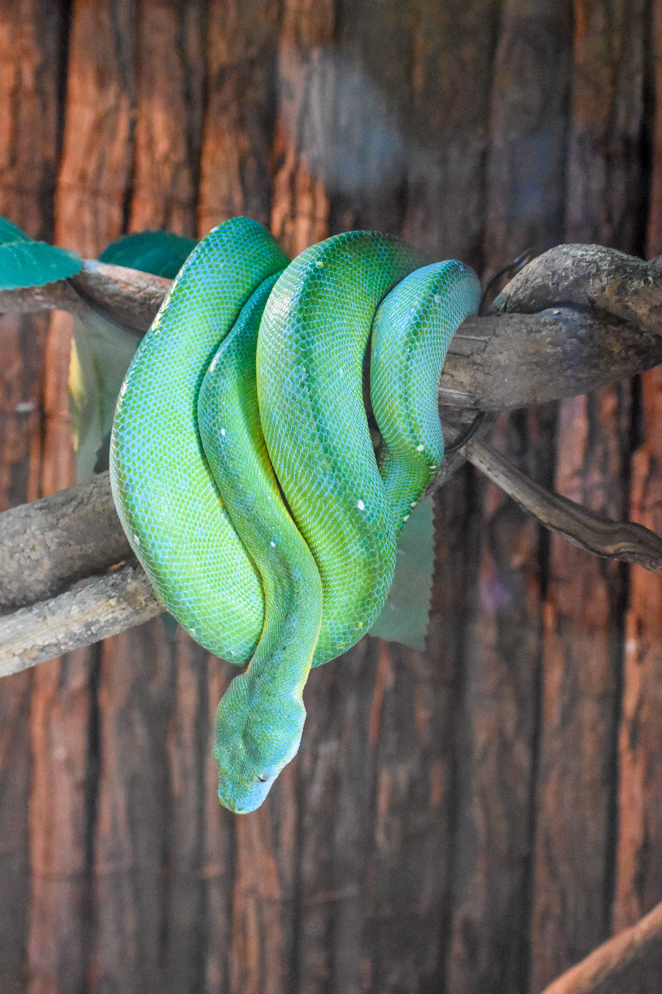 Green Tree Python