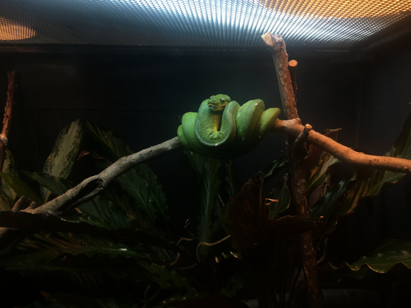 green tree python