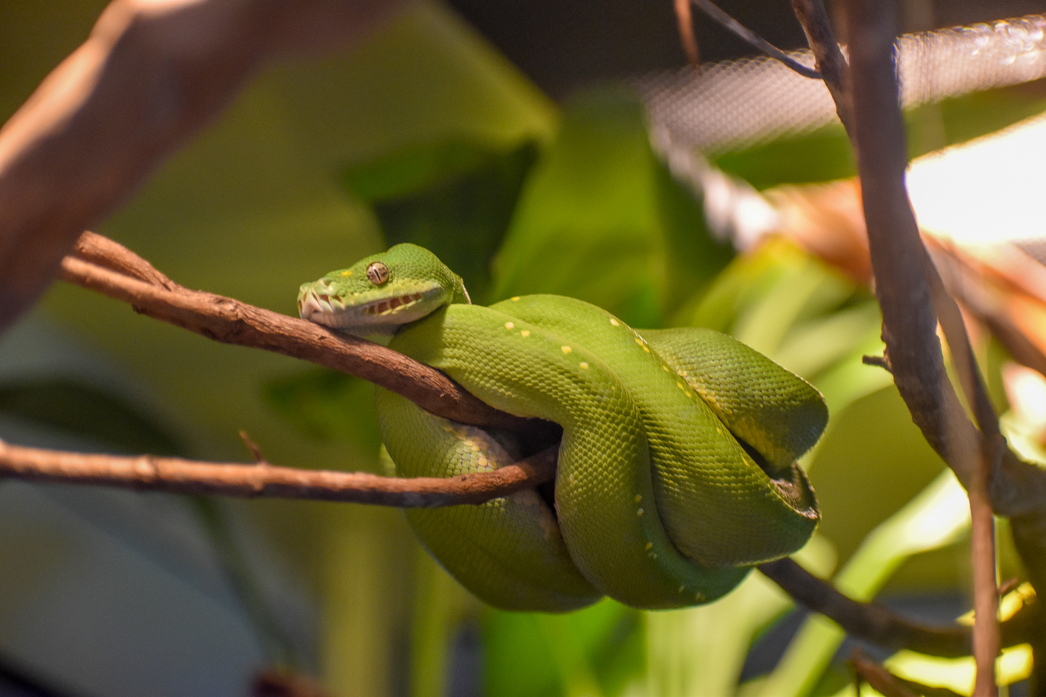 Green Tree Python