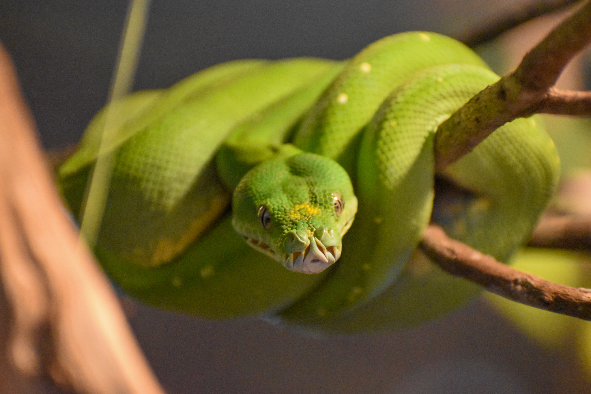 Green Tree Python