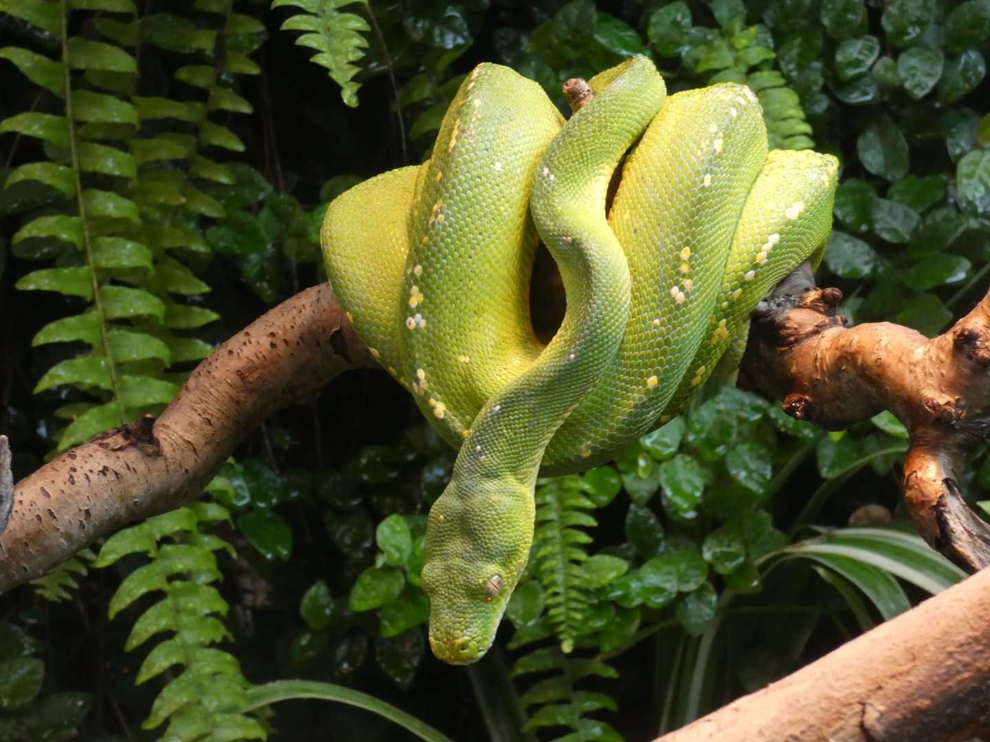 Green tree python