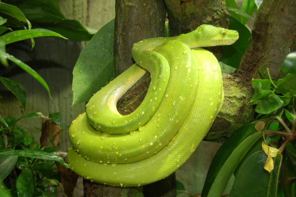 Green tree python
