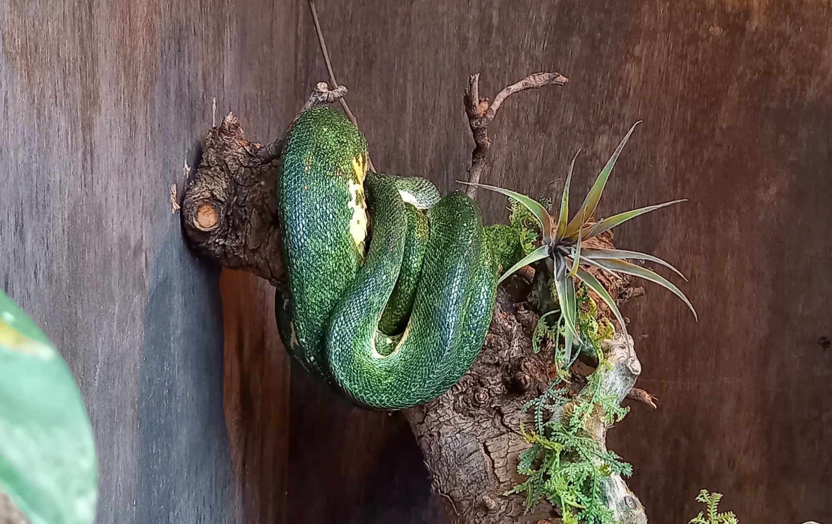 Green tree python