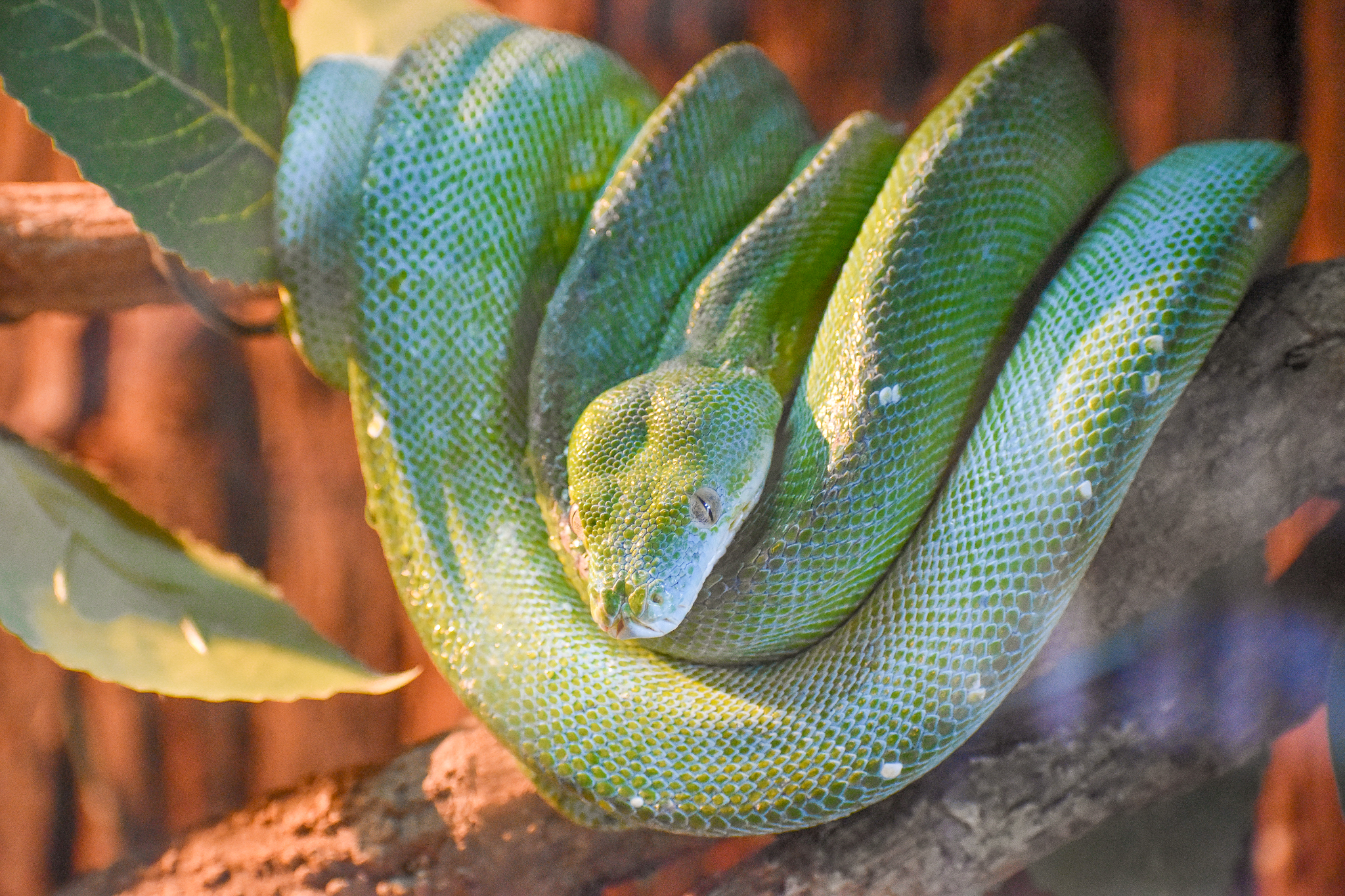 Green Tree Python