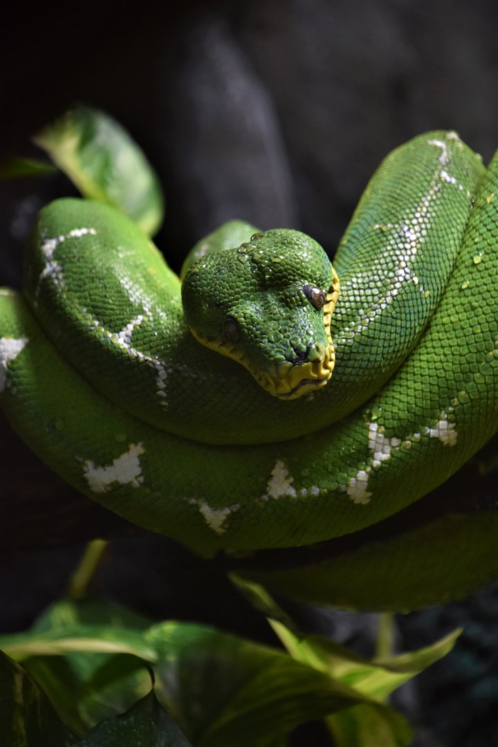 Green tree python