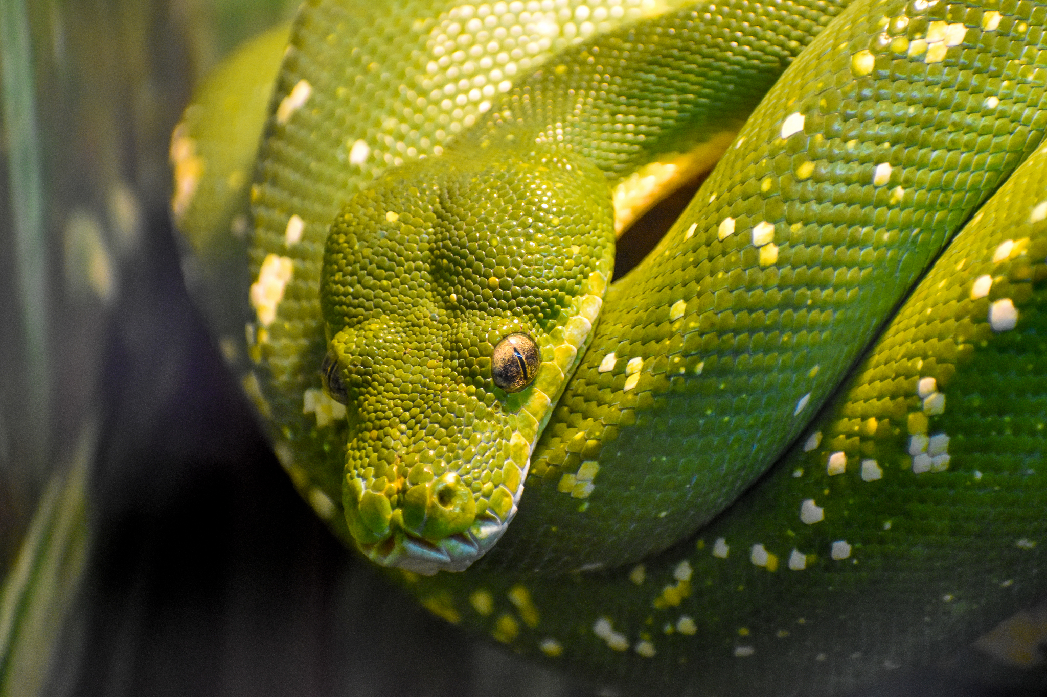Green Tree Python