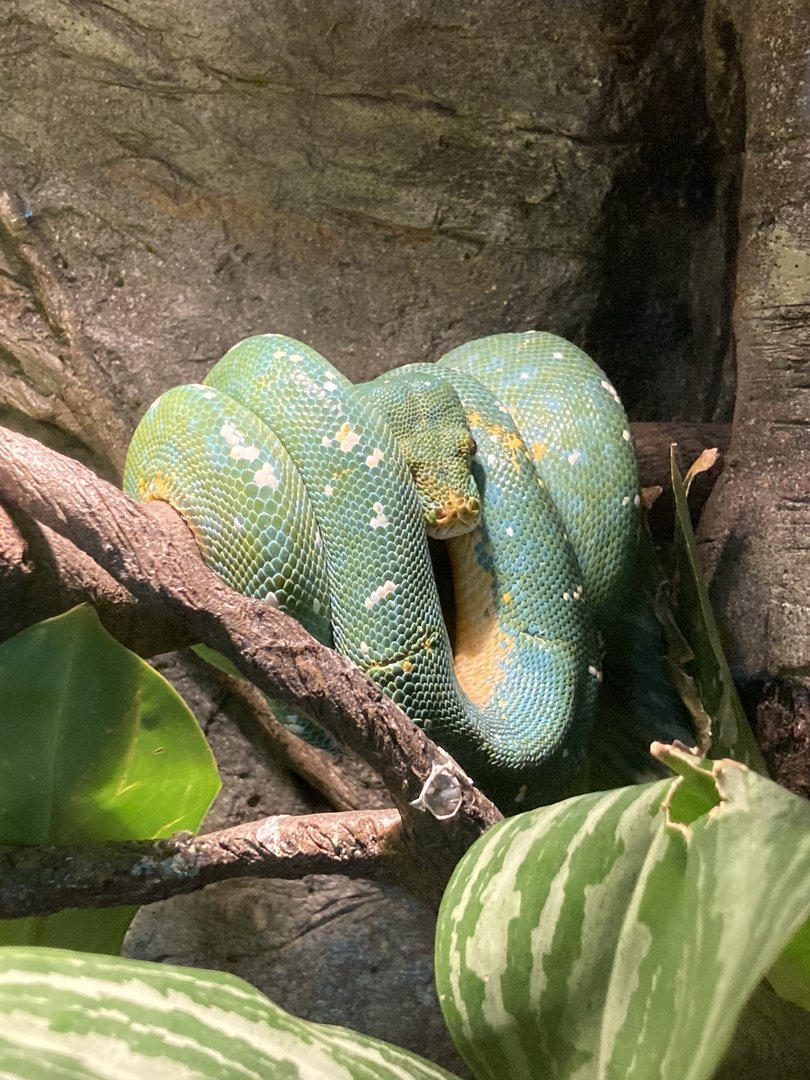 Green Tree Python