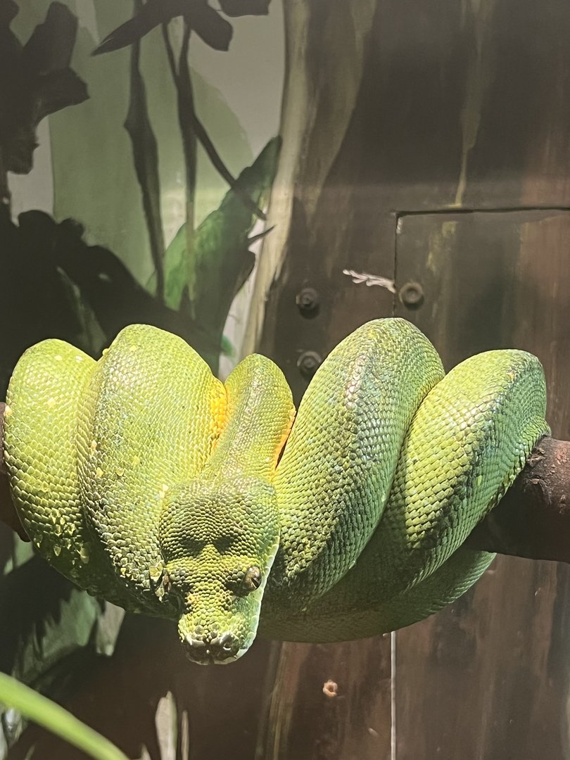 Green tree python
