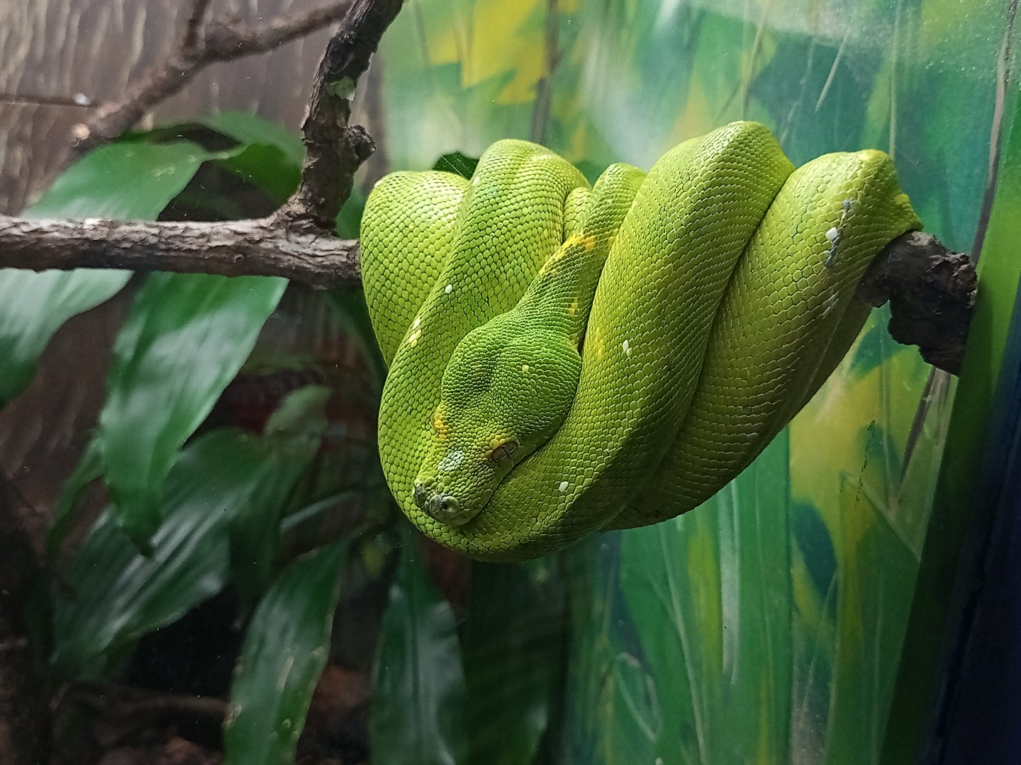 Green tree python
