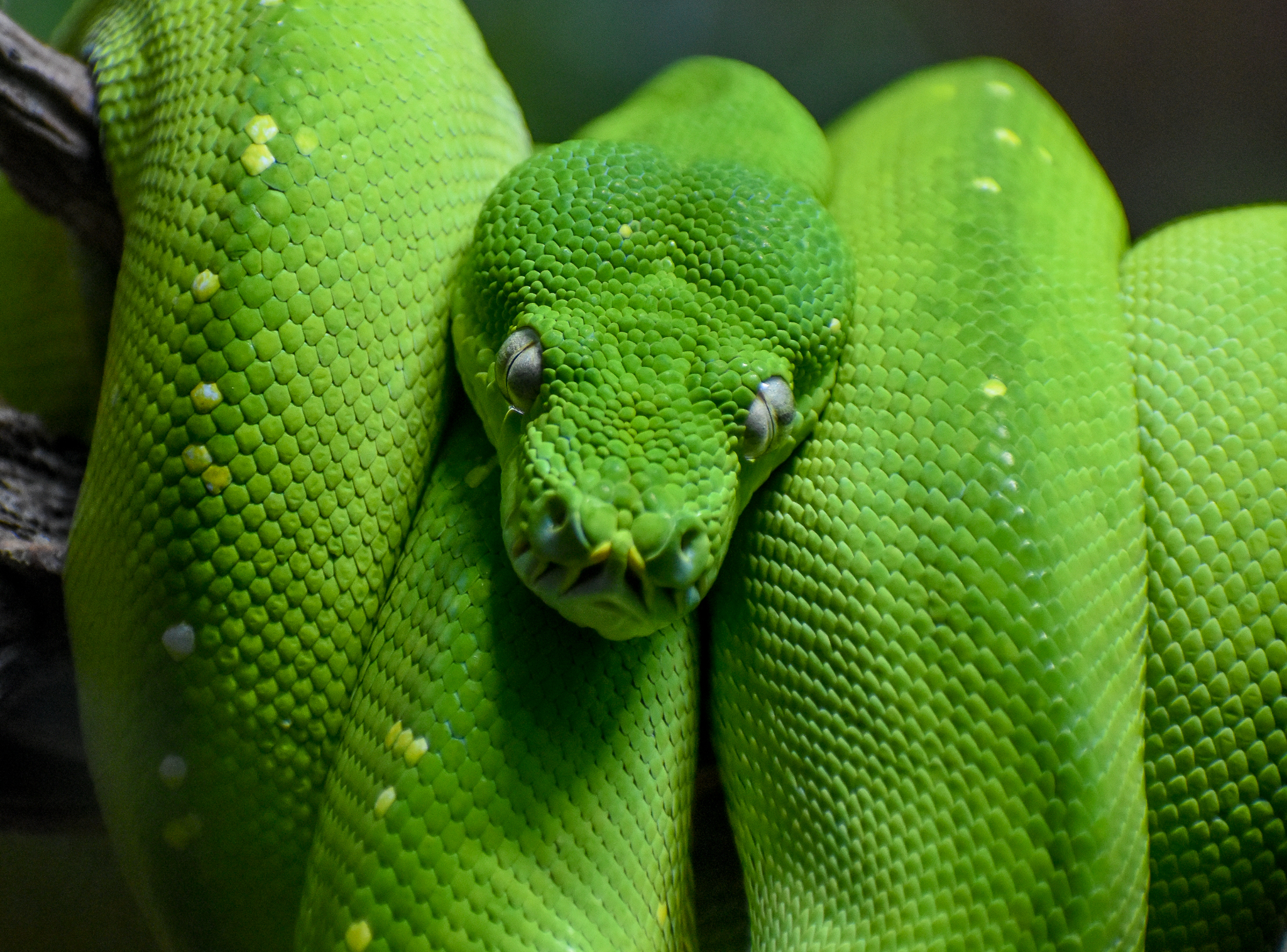 Green Tree Python