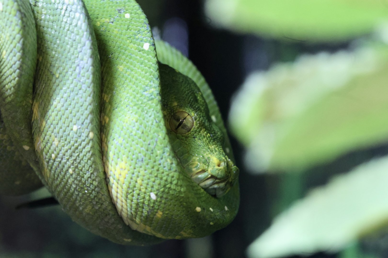 Green Tree Python