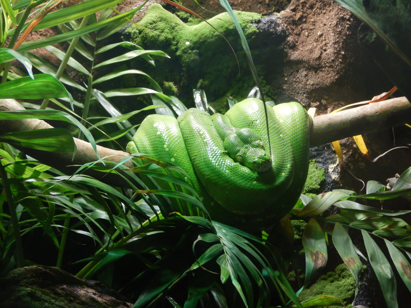 Green Tree Python