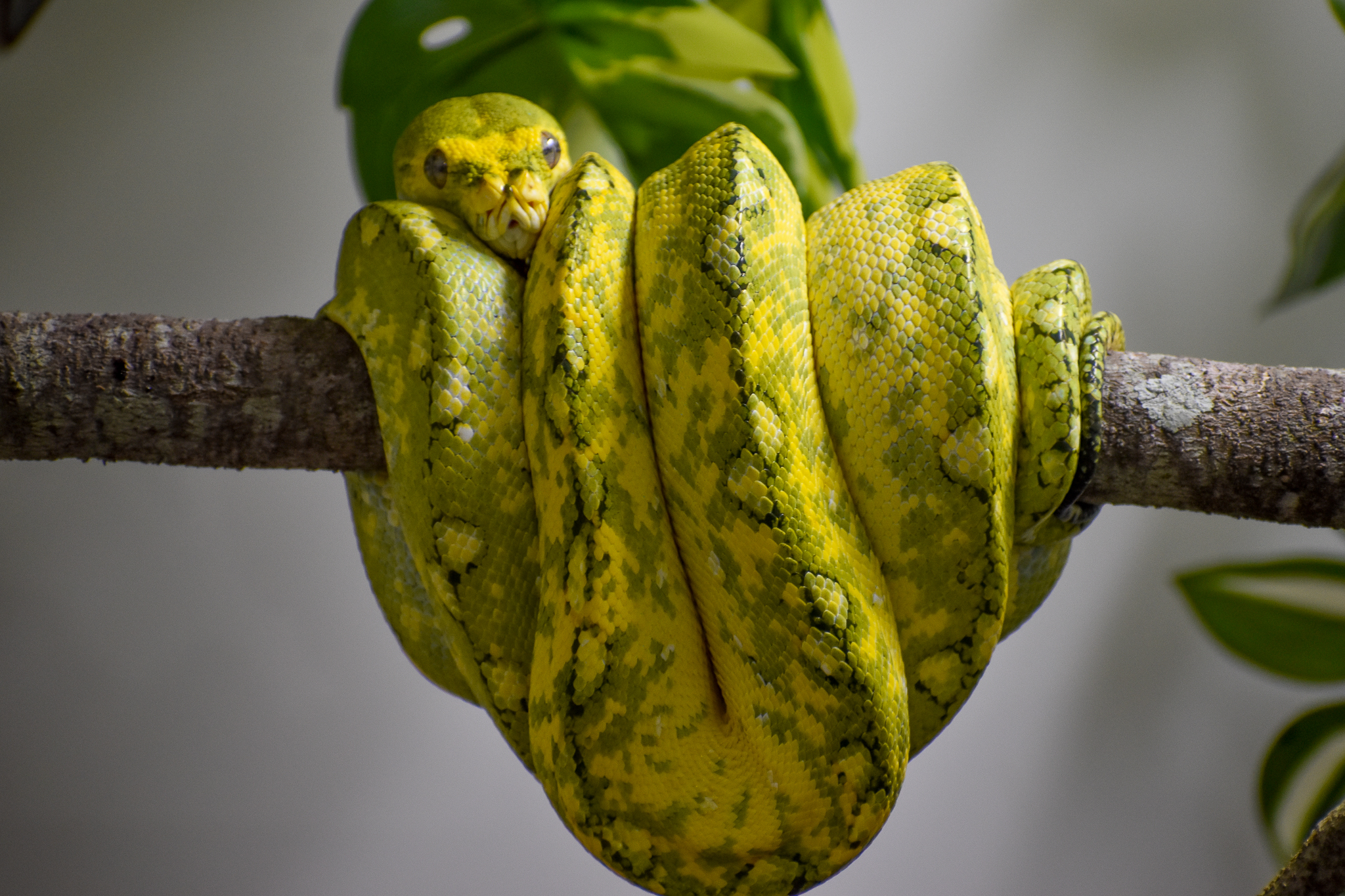 Green Tree Python