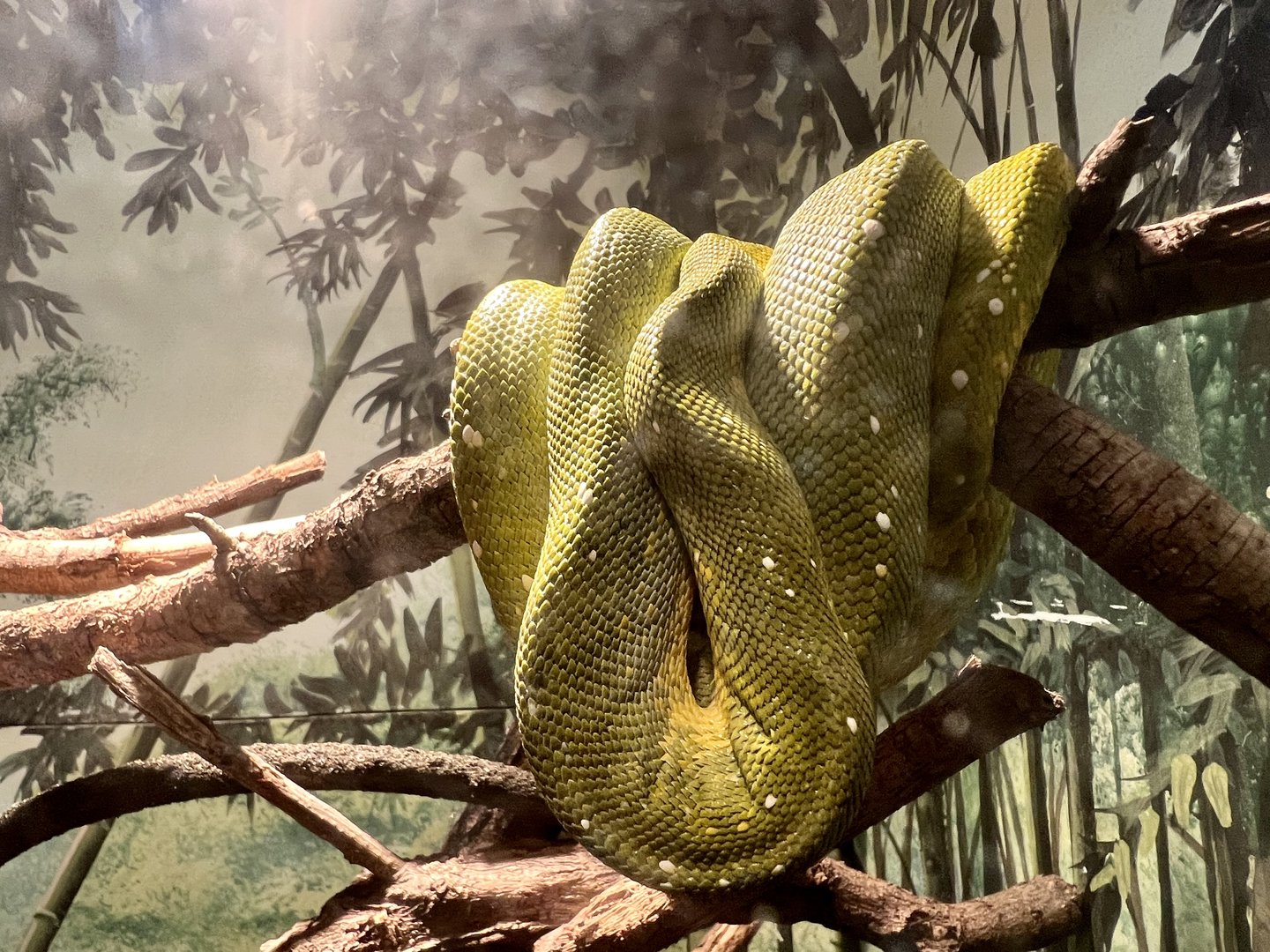 Green Tree Python