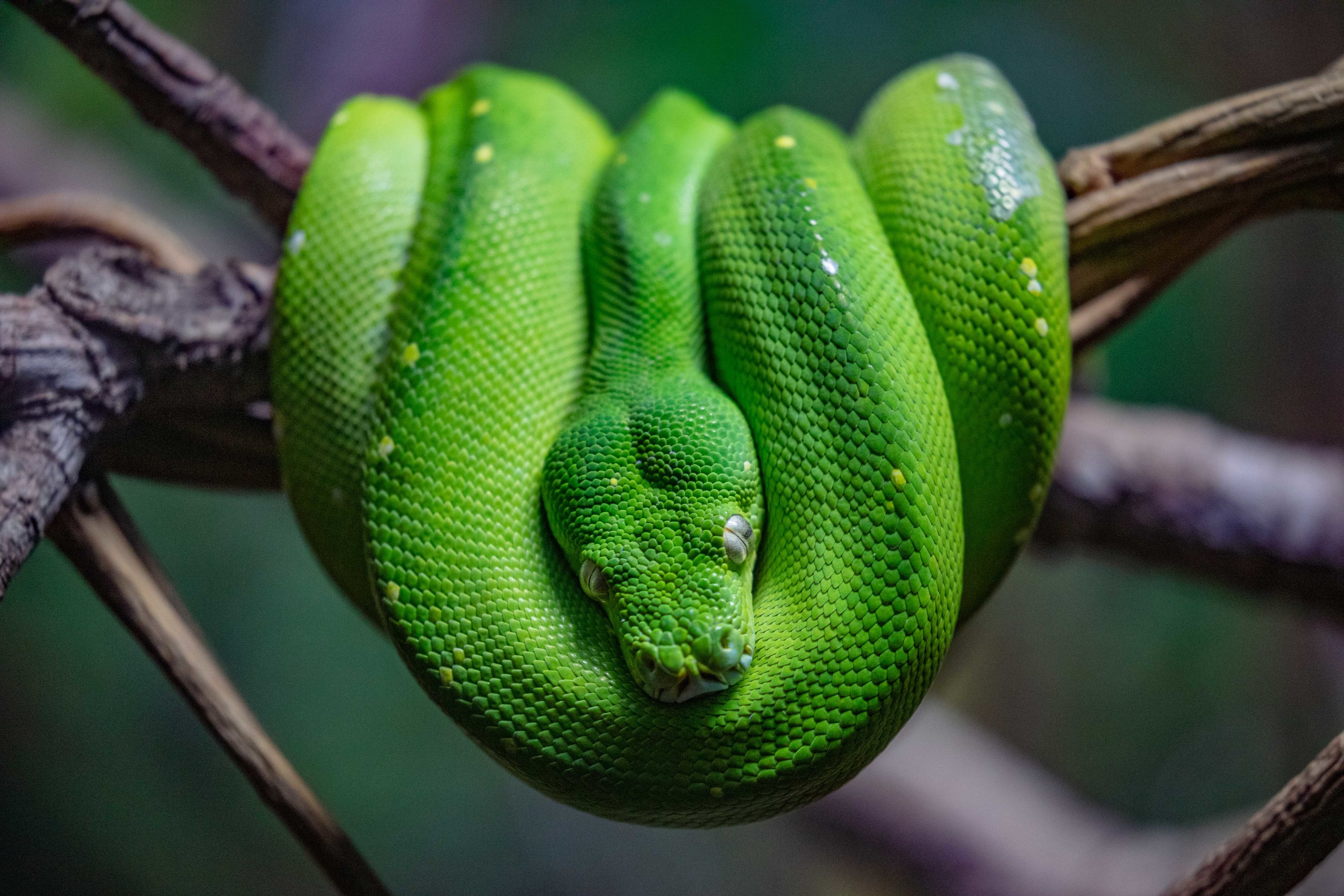 Green Tree Python
