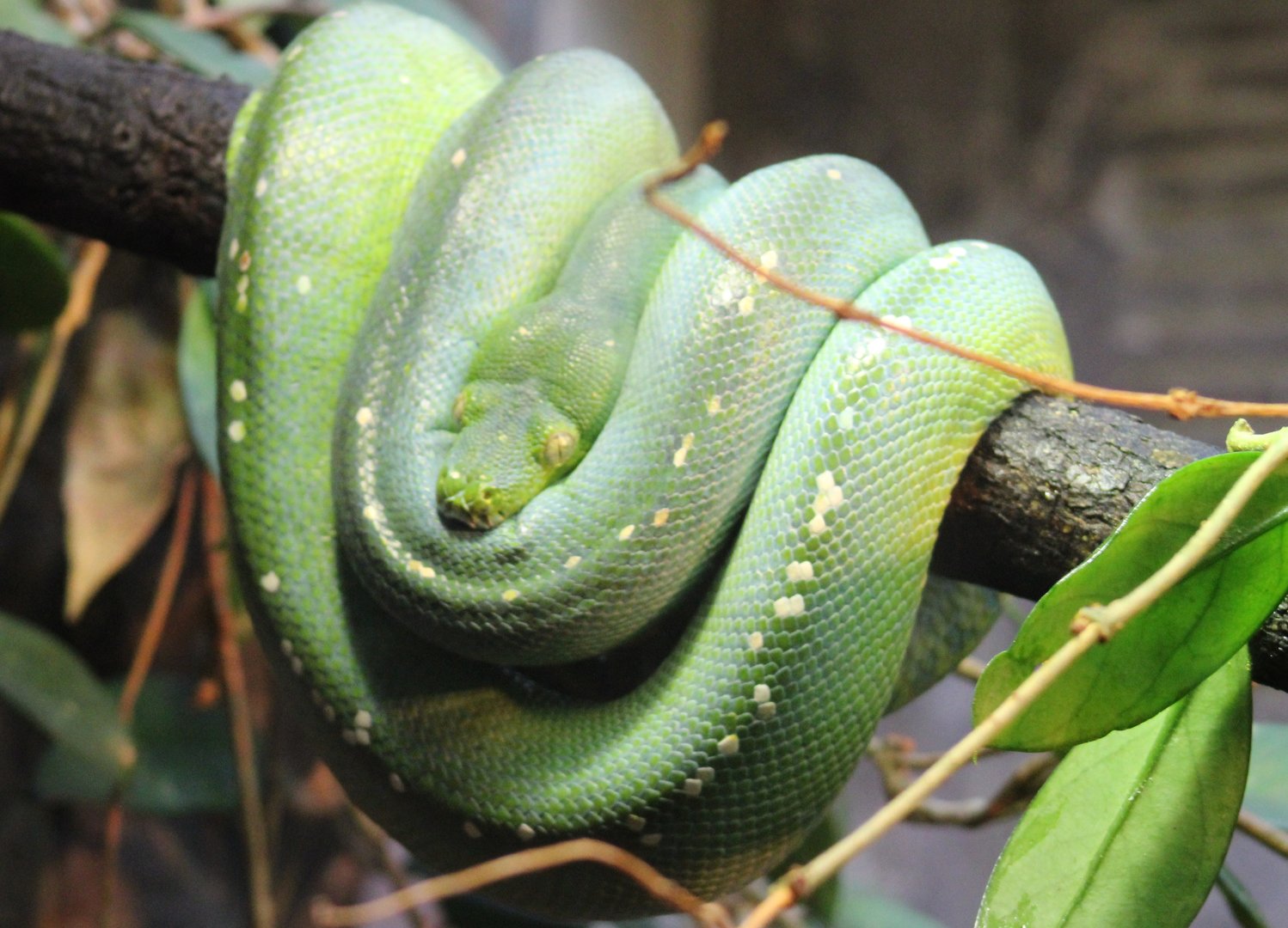 Green tree python