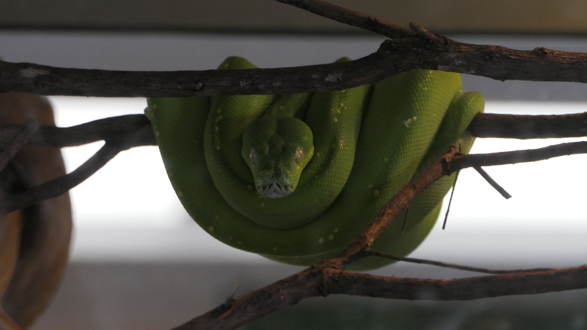 Green Tree Python