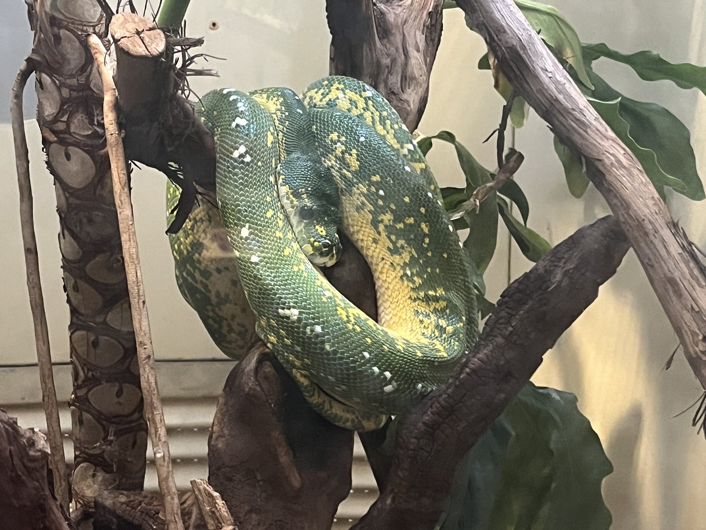 Green Tree Python